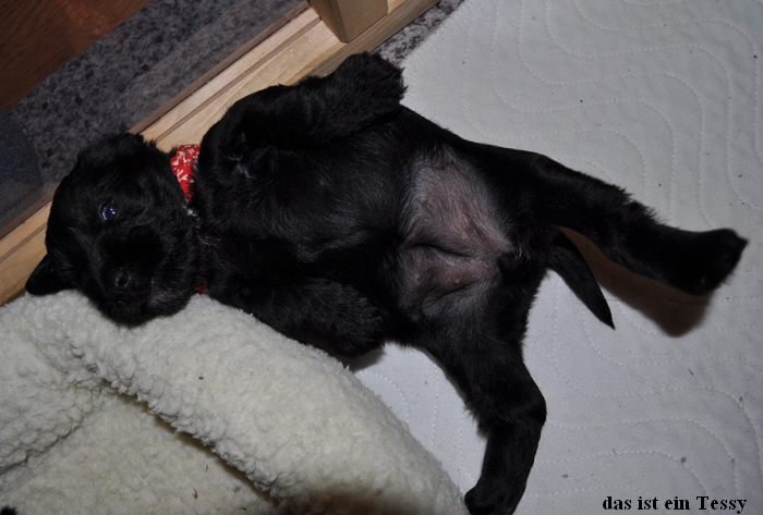 Paula Welpen  280514 006