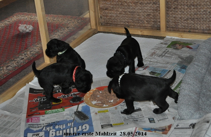 Paula Welpen  280514 03502