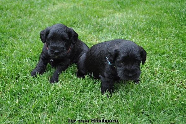 Paula Welpen  280514 050 Kopie