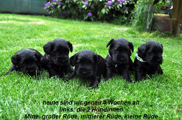 Paula Welpen  280514 071 Kopie03