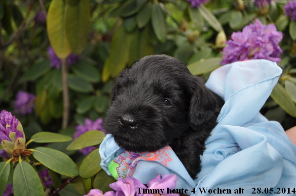 Paula Welpen  280514 075 Kopie