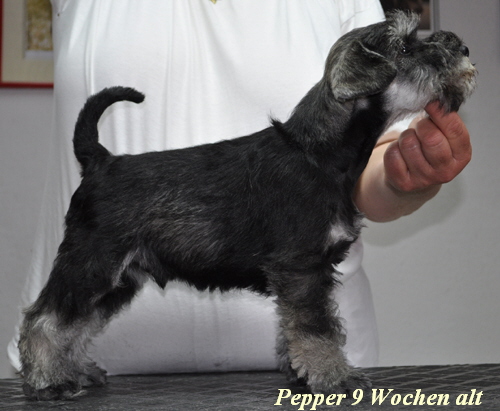 Pepper 03.06