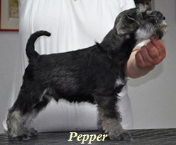 Pepper 0302