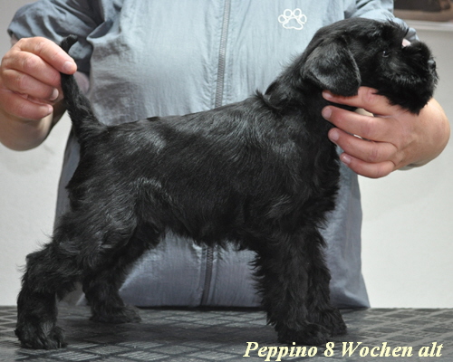 Peppino 01.06