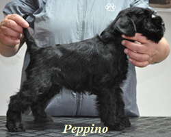 Peppino 01.0602