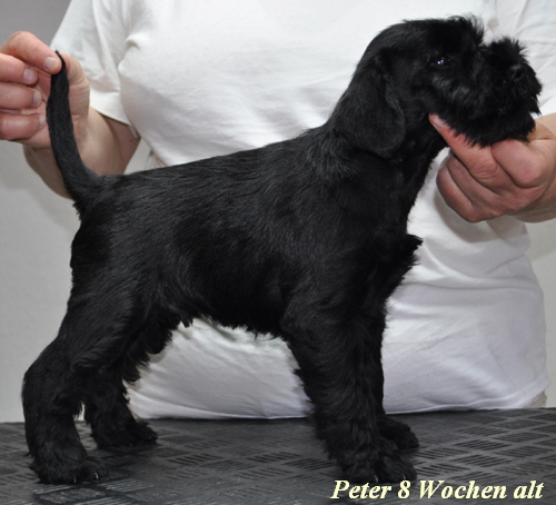 Peter  01.06