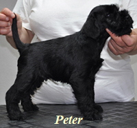 Peter  01.0603