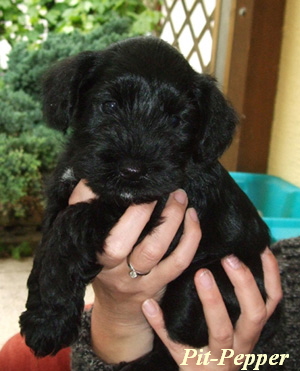 Pit-Pepper 14.0502