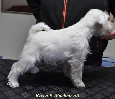 Ricco 9 wo02