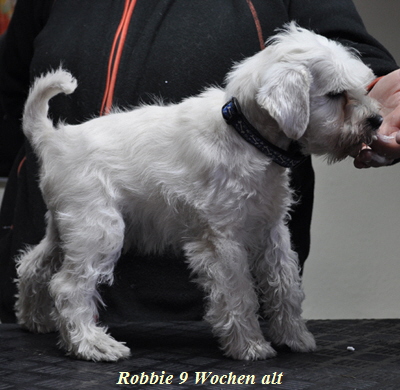 Robbie 9 wo02