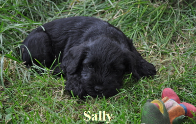 Sally