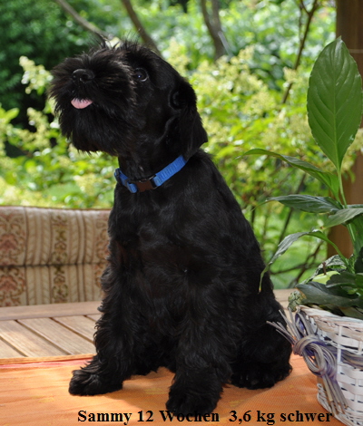 Sammy 12 wo