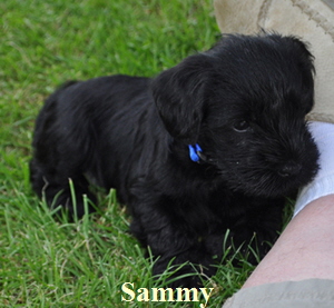 Sammy 6 wo03