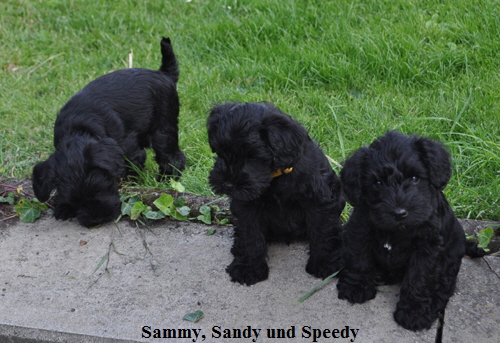 Sammy,Sandy und Speedy02