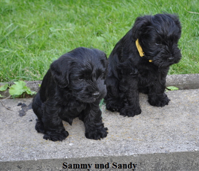 Sammy und Sandy02
