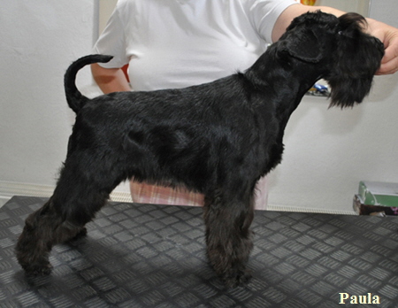 Scherst�blePaula Kopie05