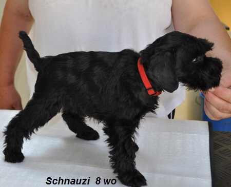 Schnauzi 803