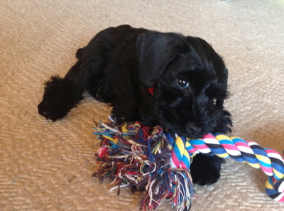 Schnauzi im neuen zuhause2