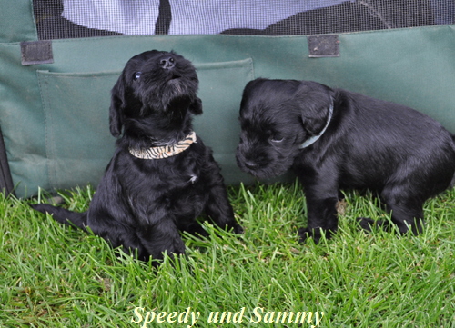 Speedy und Sammy 5 wo