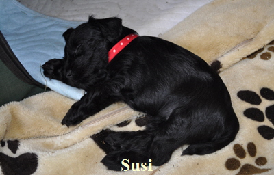Susi
