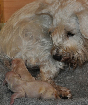 Tina Welpen 051012 005 Kopie03