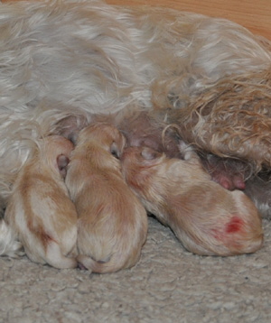 Tina Welpen 051012 009 Kopie02