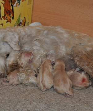 Tina Welpen 051012 014 Kopie03