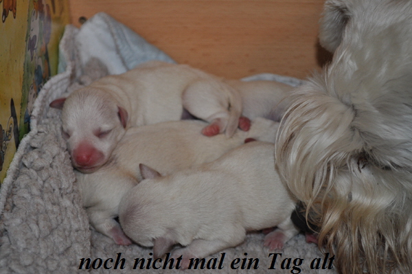 Tina Welpen 051012 018 Kopie03