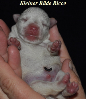 Tina Welpen 051012 020