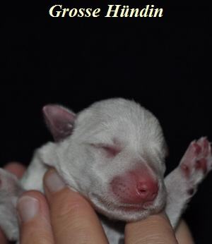 Tina Welpen 051012 021