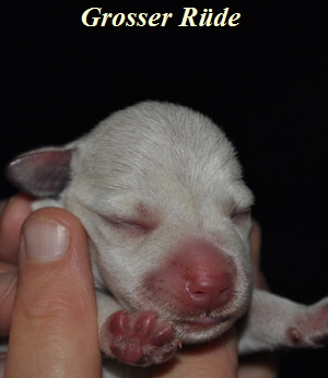 Tina Welpen 051012 022