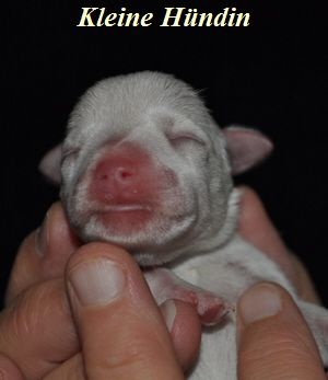 Tina Welpen 051012 023