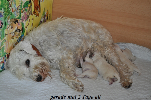 Tina Welpen 071012 006 Kopie