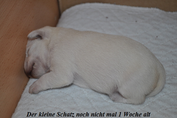 Tina Welpen 111012 008