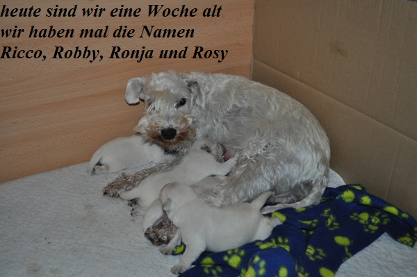 Tina Welpen 121012 001