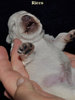 Tina Welpen 121012 00202