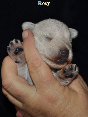 Tina Welpen 121012 003