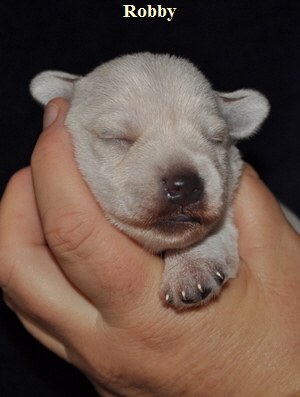 Tina Welpen 121012 004