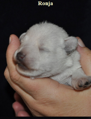 Tina Welpen 121012 005