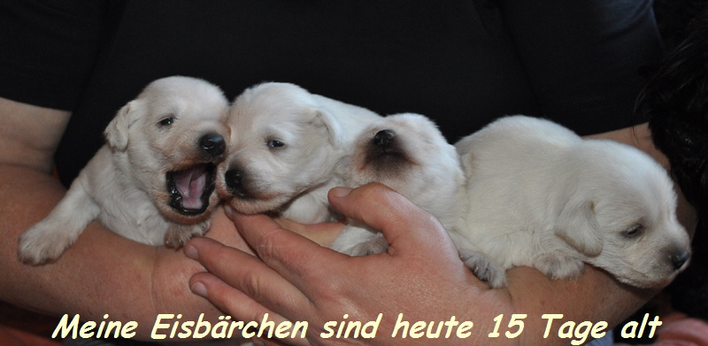 Tina Welpen 201012 011 Kopie04