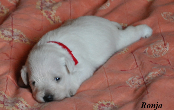 Tina Welpen 211012 02902