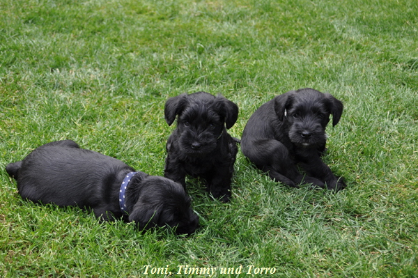 Toni, Timmy und Torro