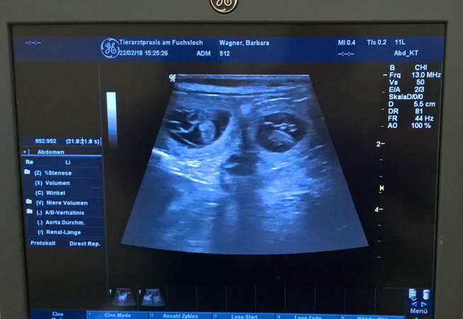 Ultraschall Vicky 2018