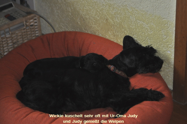 W-Wurf 02 Juni 2017 052 (17)