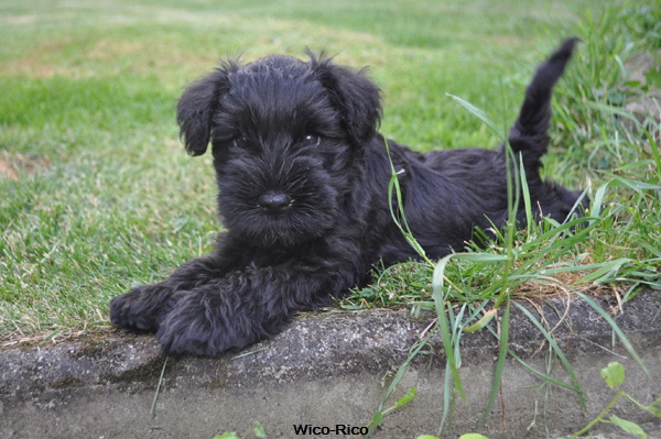 W-Wurf 02 Juni 2017 052 (43)