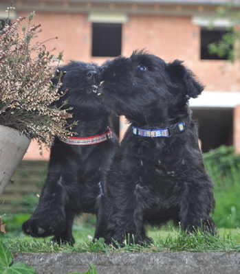 W-Wurf 02 Juni 2017 052 (49)