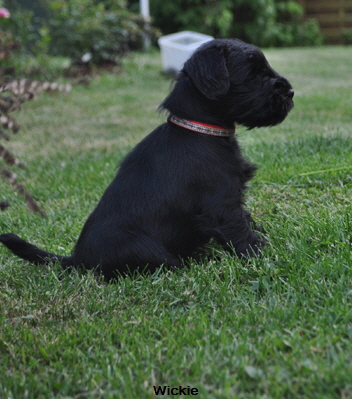 W-Wurf 02 Juni 2017 052 (51)03