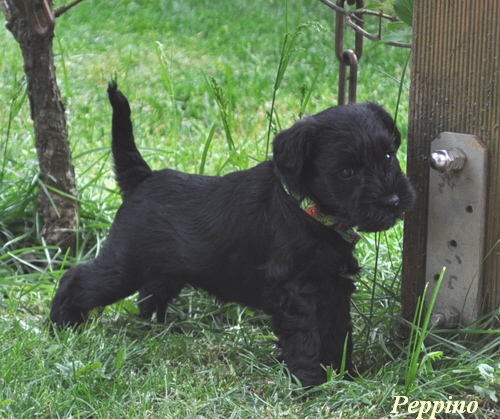 Welpen P Wurf 06 Mai 11 016