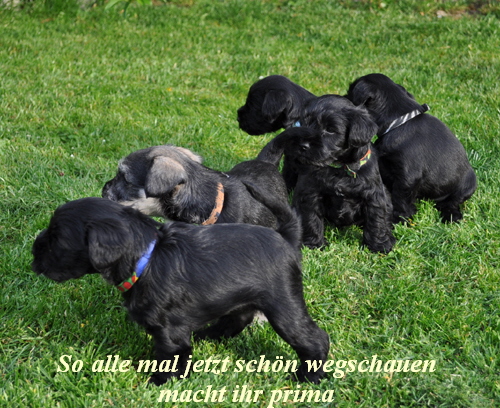 Welpen P Wurf 06 Mai 11 017