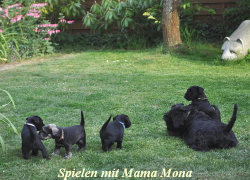 Welpen P Wurf 06 Mai 11 027